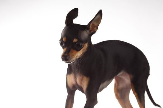 toy terrier studio portrait on white background