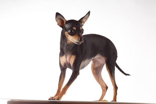 toy terrier studio portrait on white background