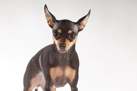 toy terrier studio portrait on white background