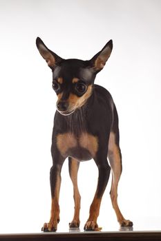 toy terrier studio portrait on white background