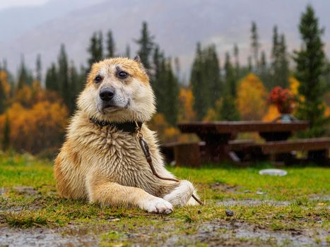 Shepherd dog lies in the rain on the grass. photo