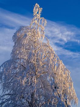 Fabulous winter landscape. Snow-covered trees in the Ural winter forest