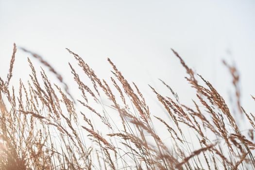 Dry reed. Minimal, stylish and trend concept. Natural background