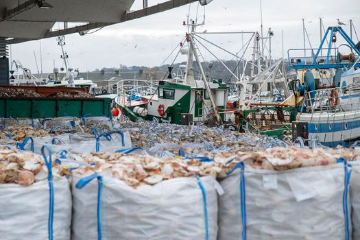 Bags with empty scallop shell for processing