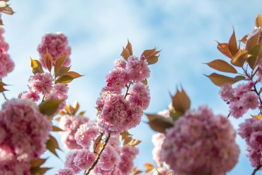 Spring pink cherry blossoms Sakura