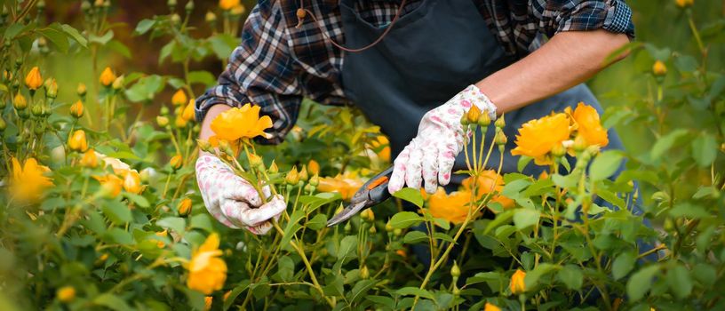 A woman is involved in gardening and farming, a gardener in a straw hat, an apron and a plaid shirt with a pruner cuts a branch of a lush bush with yellow roses in the garden on a sunny day.