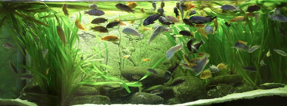 fish in large aquarium of African cichlid communities. High quality photo