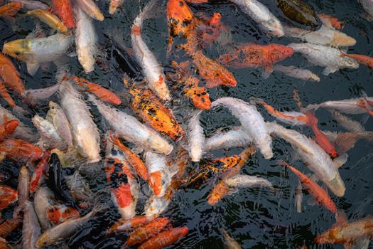 Carp fishes also know as Kohaku, Sanke, in the pond. Multiple numbers of Koi carp.