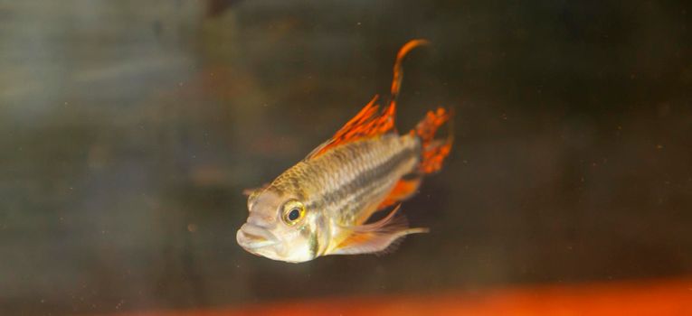 apistogramma cacatuoides orange in aquarium. High quality photo