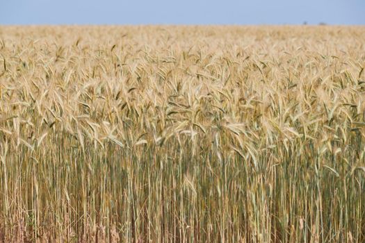 Wheat ears on a wind in somewhere in Provence at sunset, France, yellow warm light, ripe cones, horizon, golden colored. High quality photo
