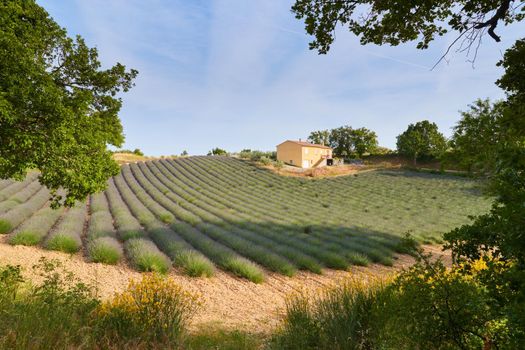 Huge Field of rows of lavender in France, Valensole, Cote Dazur-Alps-Provence, purple flowers, green stems, combed beds with perfume base, panorama, perspective, trees and mountains are on background. High quality photo