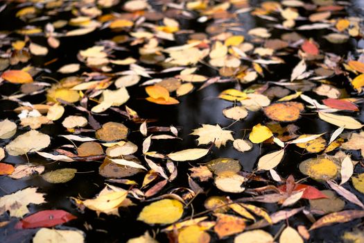 Autumn Foliage Floating in the Calm Waters of the Pond. Close-up . High quality photo