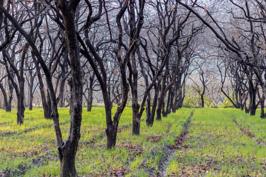 persimmon fruit trees in the orchard