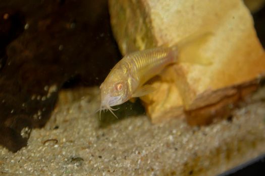 beautiful albino corydoras Corydoras bronze aeneus freshwater fish in aquarium. High quality photo