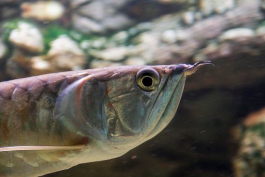 Osteoglossum bicirrhosum silver arowana in sun light aquarium. High quality photo