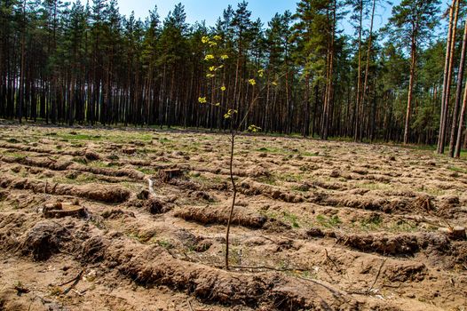 A sapling of a young tree at the site of industrial felling of a pine forest. Young tree with green leaves. Cutting down a pine forest. Industrial logging. Ecological catastrophy. Ecosystem.