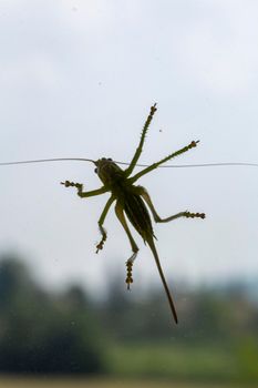 big green grasshopper on window. High quality photo