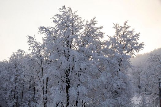 snowy landscape with trees in Schia Monte Caio Tizzano Parma. High quality photo