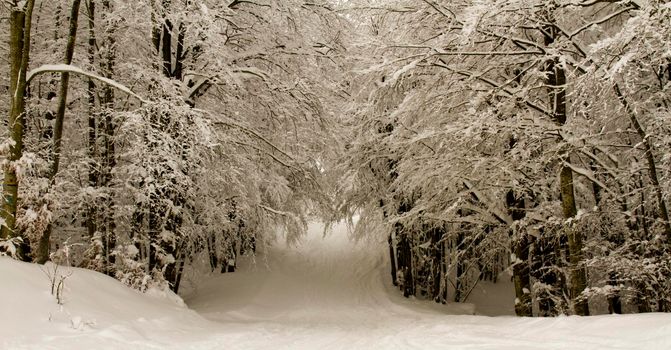 snowy landscape with trees in Schia Monte Caio Tizzano Parma. High quality photo