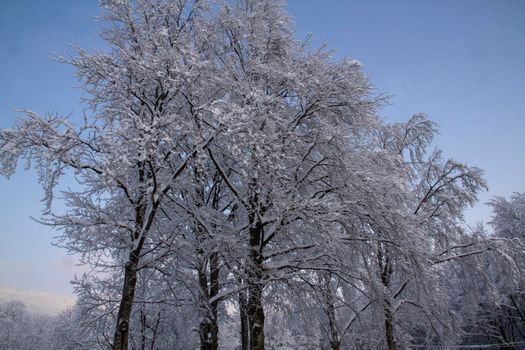 snowy landscape with trees in Schia Monte Caio Tizzano Parma. High quality photo