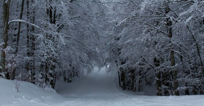 snowy landscape with trees in Schia Monte Caio Tizzano Parma. High quality photo