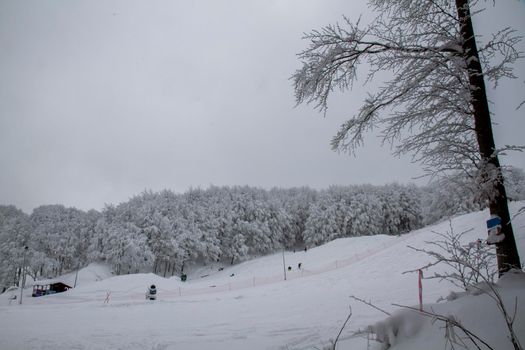 snowy landscape with trees in Schia Monte Caio Tizzano Parma. High quality photo