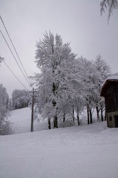 snowy landscape with trees in Schia Monte Caio Tizzano Parma. High quality photo