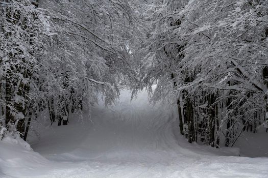 snowy landscape with trees in Schia Monte Caio Tizzano Parma. High quality photo