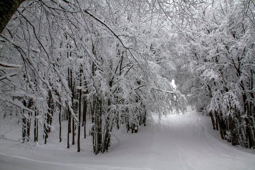 snowy landscape with trees in Schia Monte Caio Tizzano Parma. High quality photo