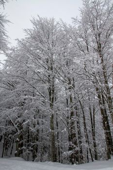 snowy landscape with trees in Schia Monte Caio Tizzano Parma. High quality photo