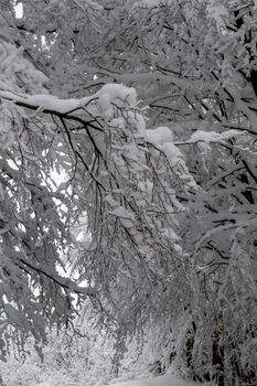 snowy landscape with trees in Schia Monte Caio Tizzano Parma. High quality photo