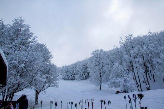 snowy landscape with trees in Schia Monte Caio Tizzano Parma. High quality photo