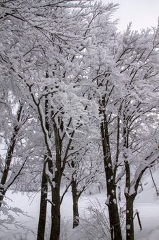 snowy landscape with trees in Schia Monte Caio Tizzano Parma. High quality photo