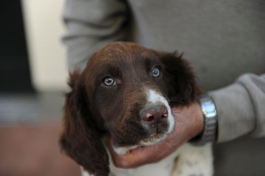 brown and white colored Springer Spaniel puppy dog. High quality photo