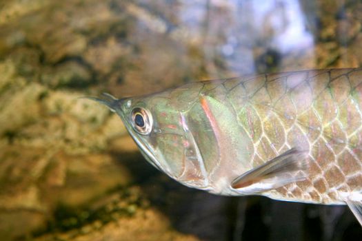 Osteoglossum bicirrhosum silver arowana in sun light aquarium. High quality photo