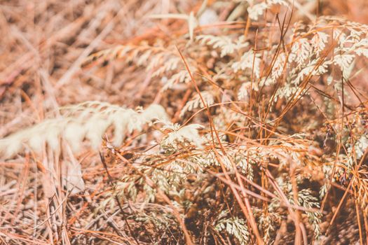 Contrast brown beige light. Abstract real nature photo background. Macro meadow field grass flower wheat herb. Seasons autumn winter spring summer tone stock collection. Blur vintage effect minimalism.