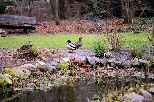 A couple of stalled ducks in a garden behind a small pond