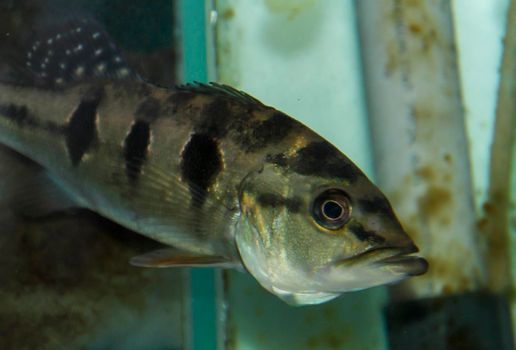 Peacock perch in community aquarium. High quality photo