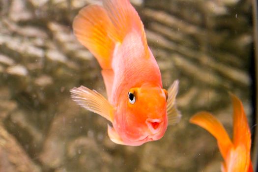 orange parrot fish African cichlid fish aquarium. High quality photo