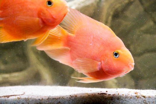 orange parrot fish African cichlid fish aquarium. High quality photo