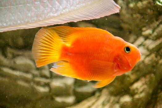 orange parrot fish African cichlid fish aquarium. High quality photo