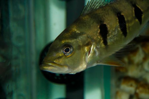 Peacock perch in community aquarium. High quality photo