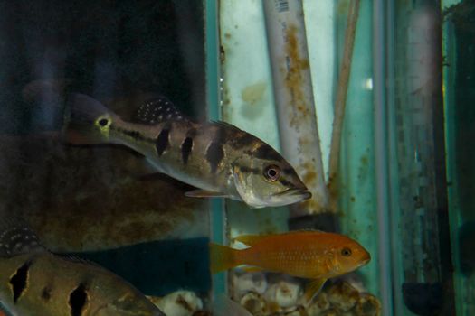 Peacock perch in community aquarium. High quality photo