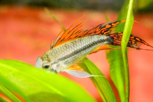 apistogramma cacatuoides African cichlid fish aquarium. High quality photo