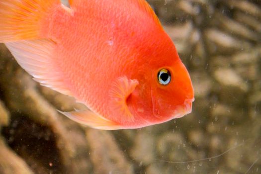 orange parrot fish African cichlid fish aquarium. High quality photo