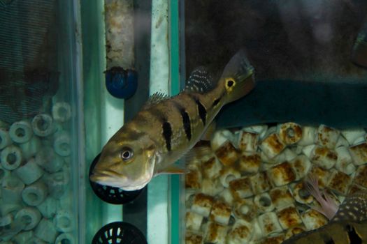 Peacock perch in community aquarium. High quality photo