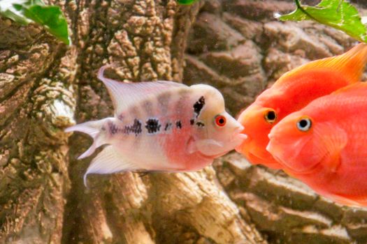 flower horn male African cichlid fish aquarium. High quality photo