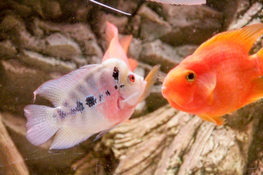 flower horn male African cichlid fish aquarium. High quality photo