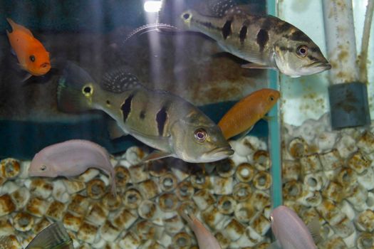 Peacock perch in community aquarium. High quality photo