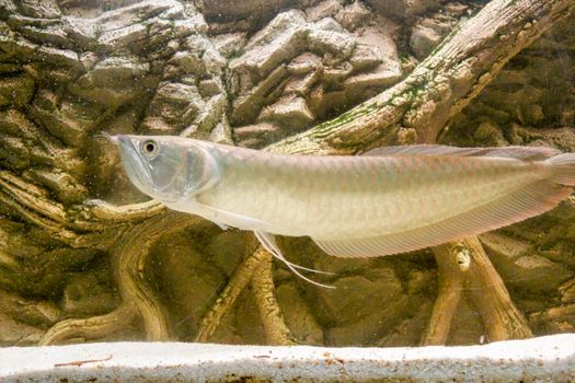 Osteoglossum bicirrhosum silver arowana in sun light aquarium. High quality photo